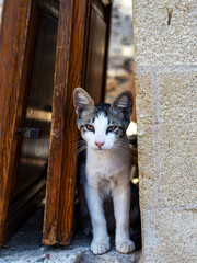 Schöne Katzen auf Rhodos