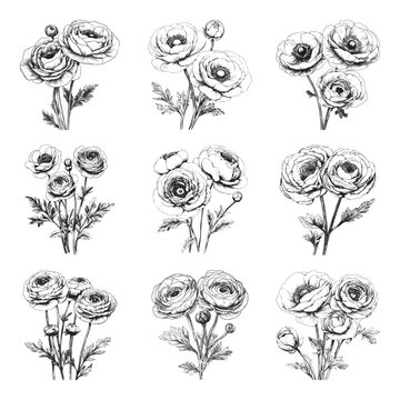 Set of buttercups vector illustrations - hand drawn buttercups - black and white ranunculus isolated on white background

