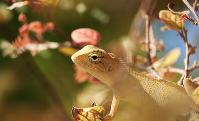 Lacertilia, black eyes, yellow body on the branch, receives sunlight.

