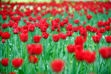 Fototapeta premium A field of red tulips with green leaves