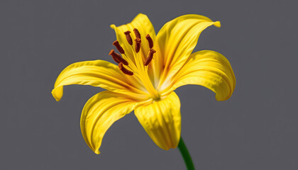 Obraz premium pretty yellow lily with brown pollen close up with a white accent, png