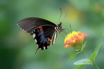 Naklejka premium A black and orange butterfly sits atop a colorful flower, perfect for use in nature or garden-themed designs