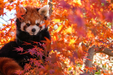 red panda and red leaves