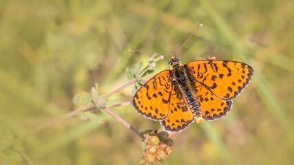 Spotted fritillary - Melitaea dydima