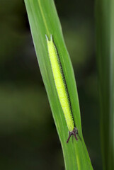 Fototapeta premium けばけばウサギ耳にガングロ（黒頭）のかわいいクロコノマチョウの幼虫（自然光＆ストロボマクロ接写）