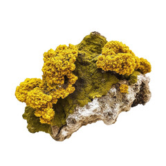 Isolated transparent PNG of vibrant yellow lichen atop a textured rock; perfect for nature-themed designs.
