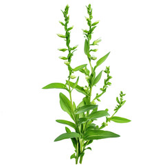 Fototapeta premium Isolated Transparent PNG of Fresh Green Plant with Stylized Leaves Ideal for Natural Designs and Botanical Illustrations