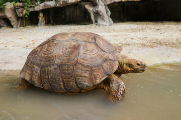 Obraz premium Big Turtles at the Zoo