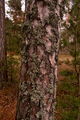 The Beauty of Pine Lichens