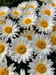 Fototapeta premium White chrysanthemum flowers in bloom.