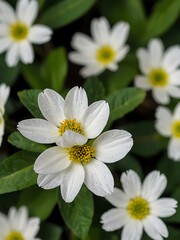 Fototapeta premium White petals against green leaves, showcasing beauty.