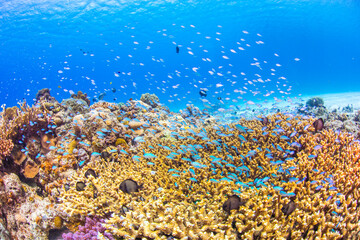 渡嘉敷島　沖縄サンゴ　海　ダイビング　白い砂浜
水中の, サンゴ, 海, 魚, 礁, 水, 海, トロピカル, 