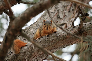 Obraz premium The fox squirrel (Sciurus niger), also known as the eastern fox squirrel or Bryant's fox squirrel, is the largest species of tree squirrel native to North America.