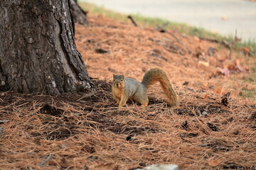 The fox squirrel (Sciurus niger), also known as the eastern fox squirrel or Bryant's fox squirrel, is the largest species of tree squirrel native to North America.