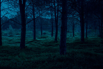 Fototapeta premium Forest shot at night. Concept of mystery and horror.