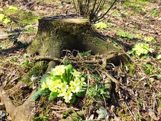 Beautiful Flowers Photos