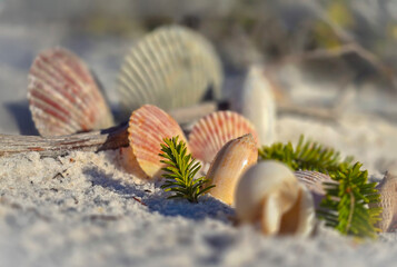 Shell Collection on a Beach