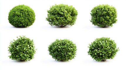 Obraz premium A collection of four different types of bushes