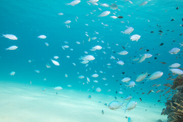 渡嘉敷島　沖縄サンゴ　海　ダイビング　白い砂浜