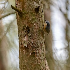 Nuthatch
(Sitta europaea) in spring.

