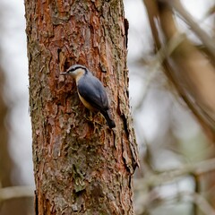 Nuthatch
(Sitta europaea) in spring.

