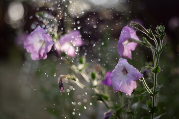 Flowers After the Rain: Nature's Refreshed Beauty