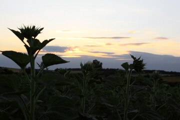 Sunset Over the Field: Nature's Golden Hour