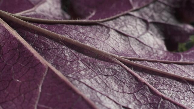 Heuchera Electric Plum - Bluestone Perennials. Leaf structure. Macro shot. 