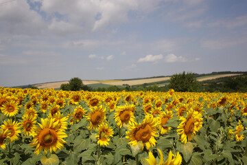 Obraz premium Sunflower Blooming in the Field: A Ray of Summer Sunshine