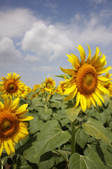 Sunflower Blooming in the Field: A Ray of Summer Sunshine