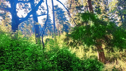 Green forest near the town of Borjomi. Deciduous trees, pines and spruce