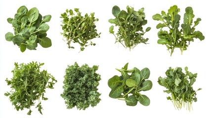 Fototapeta premium Selection of mixed greens, arugula and baby spinach, transparent background 