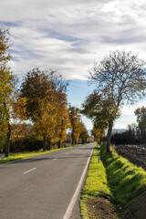 Fototapeta premium road in the autumn