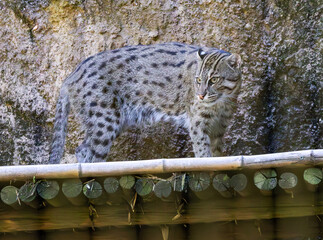 The Fishing Cat native to South and Southeast Asia seen here in the zoo. Observed Splashing the water to imitate insects and scoop up fish with its paws. They live approximately 12 years in the wild.