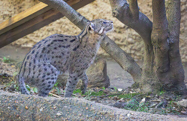 The Fishing Cat native to South and Southeast Asia seen here in the zoo. Observed Splashing the water to imitate insects and scoop up fish with its paws. They live approximately 12 years in the wild.