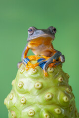 The green flying frog, small flying tree frog, Reinwardti's frog, Reinwardti's flying frog,...
