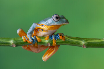The green flying frog, small flying tree frog, Reinwardti's frog, Reinwardti's flying frog,...