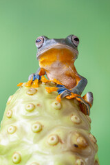 The green flying frog, small flying tree frog, Reinwardti's frog, Reinwardti's flying frog,...