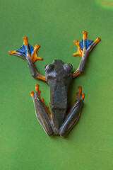 The green flying frog, small flying tree frog, Reinwardti's frog, Reinwardti's flying frog,...