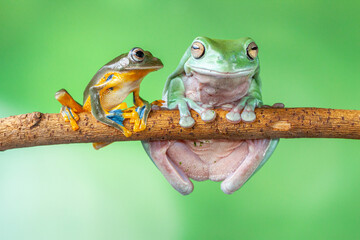 Naklejka premium The green flying frog, small flying tree frog, Reinwardti's frog, Reinwardti's flying frog, Reinwardti's tree frog, Reinwardti's gliding frog, or black-webbed tree frog (Rhacophorus reinwardtii)