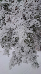 Rimed tree, Norwegian winter, winter in Norway