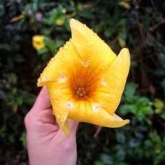 lose-up of a vibrant yellow flower with fresh dew drops, set against a soft blurred green background, perfect for macro and nature-themed projects