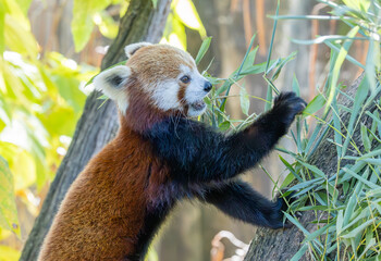 Fototapeta premium Red Panda Also known as the Lesser Panda foraging for food in a zoo habitat in Tennessee.. Origins are in eastern Himalayas and Southwestern China. Endangered in the wild they can live up to 23 years.