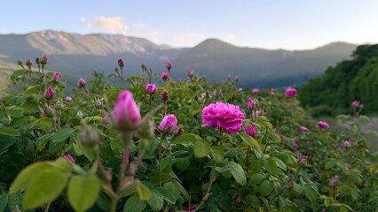 Obraz premium Summer Bliss: A Scenic Rose Field Plantation in the Mountains