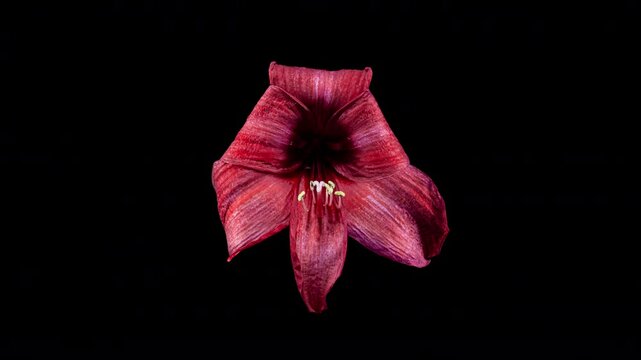 Reverse Time Lapse of Red Amaryllis Flower. The Birth of Beauty. Withered Flower Comes Back to Life. Perfect Spring Plant Hippeastrum Rebirth