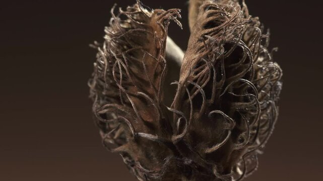 Seed pod of Copper Beech - Fagus sylvatica. Complex surface texture. Macro shot.