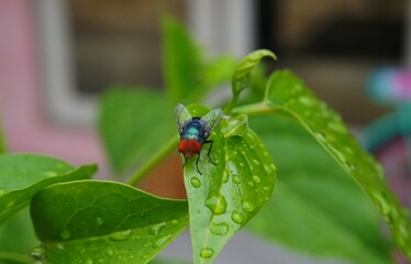 The toilet fly or Chrysomya megacephala has red eyes with transparent wings, beautiful and perched...