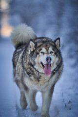 Alaskan malamute. Dog in frosty snow in winter on the road and forest