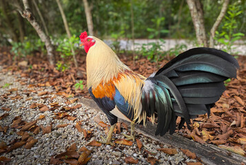Most Colorful Rooster Free Range