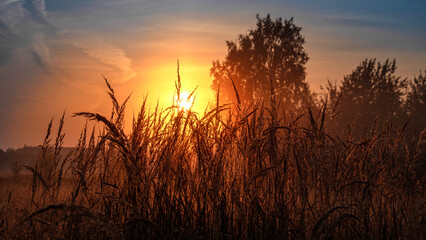 Dry grass with dew drops closeup. Sunlight. Soft focus. Abstract nature background